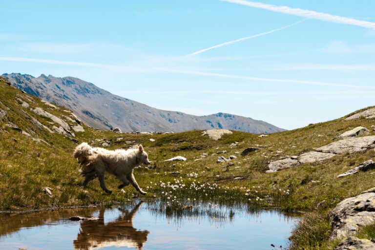 patou qui passe derrière un lacen montagne