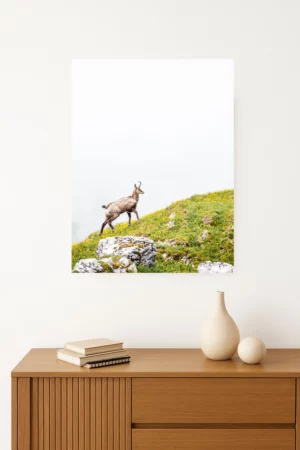 Photo d'un chamois en montagne