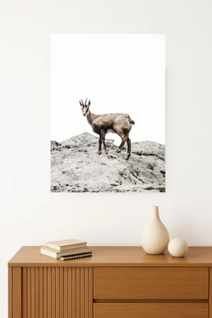 tirage photo d'un chamois sur un rocher en montagne