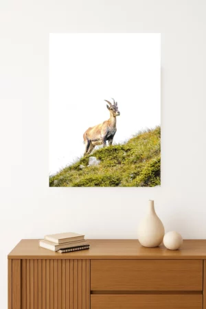 Photo bébé ou jeune bouquetin en montagne, dans le Vercors