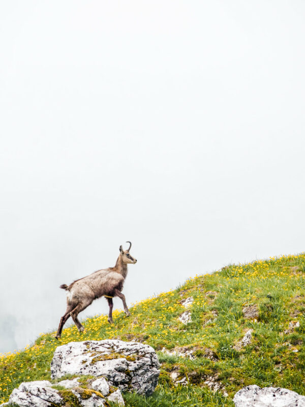 Photo d'un chamois en montagne