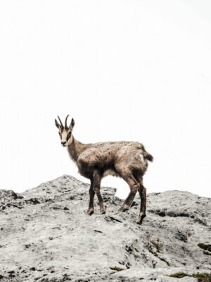 photo d'un chamois sur un rocher en montagne