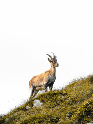 Photo bébé ou jeune bouquetin en montagne, dans le Vercors.