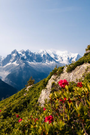 tirage photo du Mont-Blanc avec des fleurs en premier plan