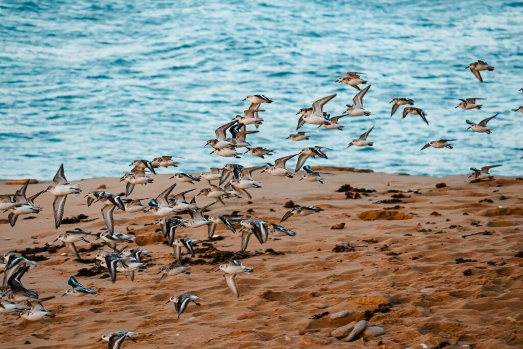 oiseaux qui s'envolent sur une plage