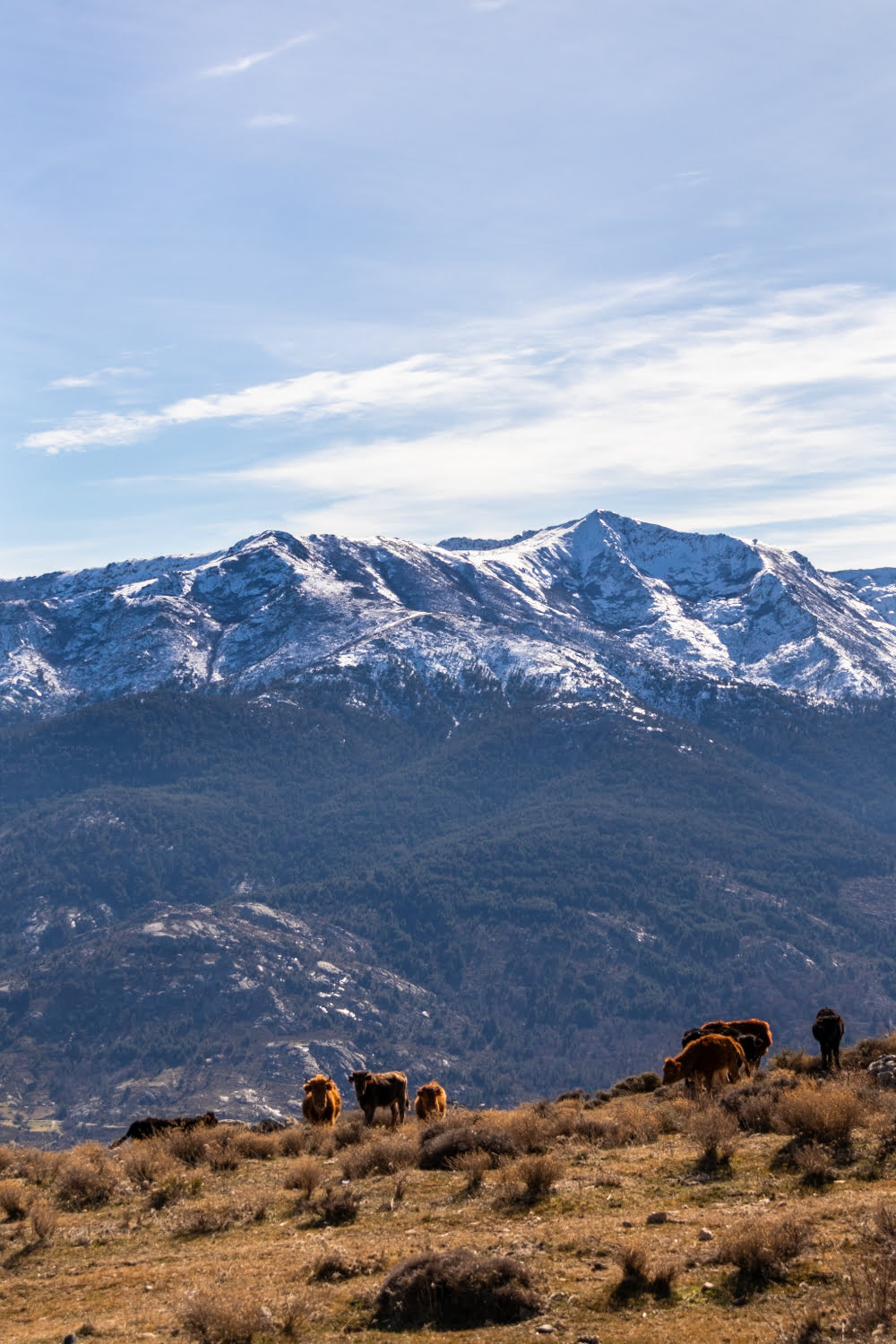 veau en montagne avec neige au dessus