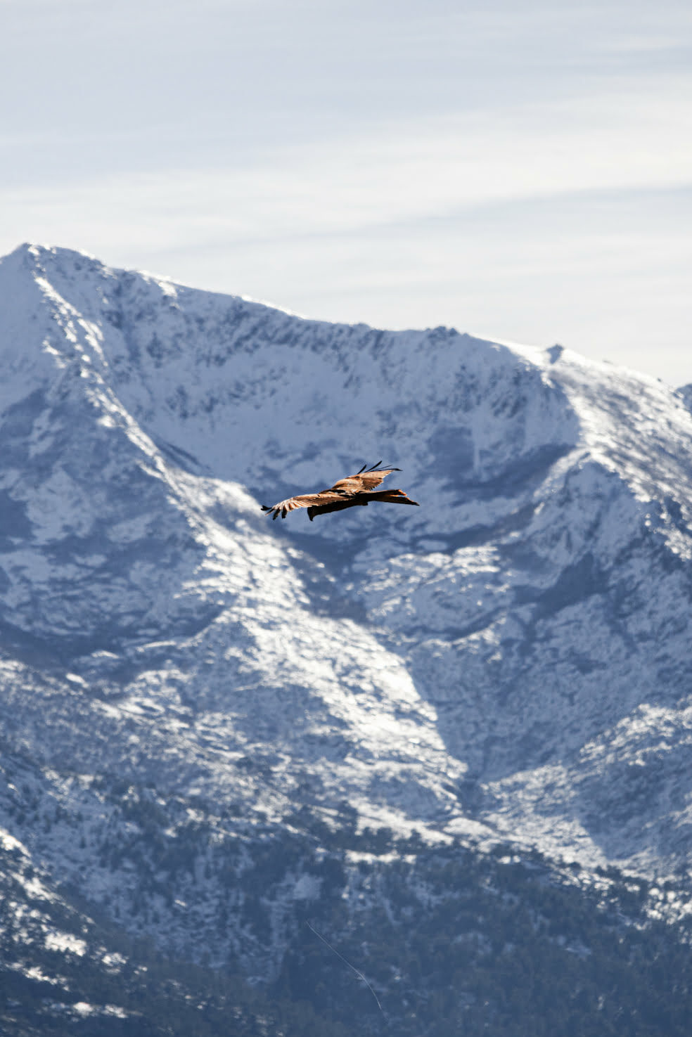 milan royal devant une montagne enneigée