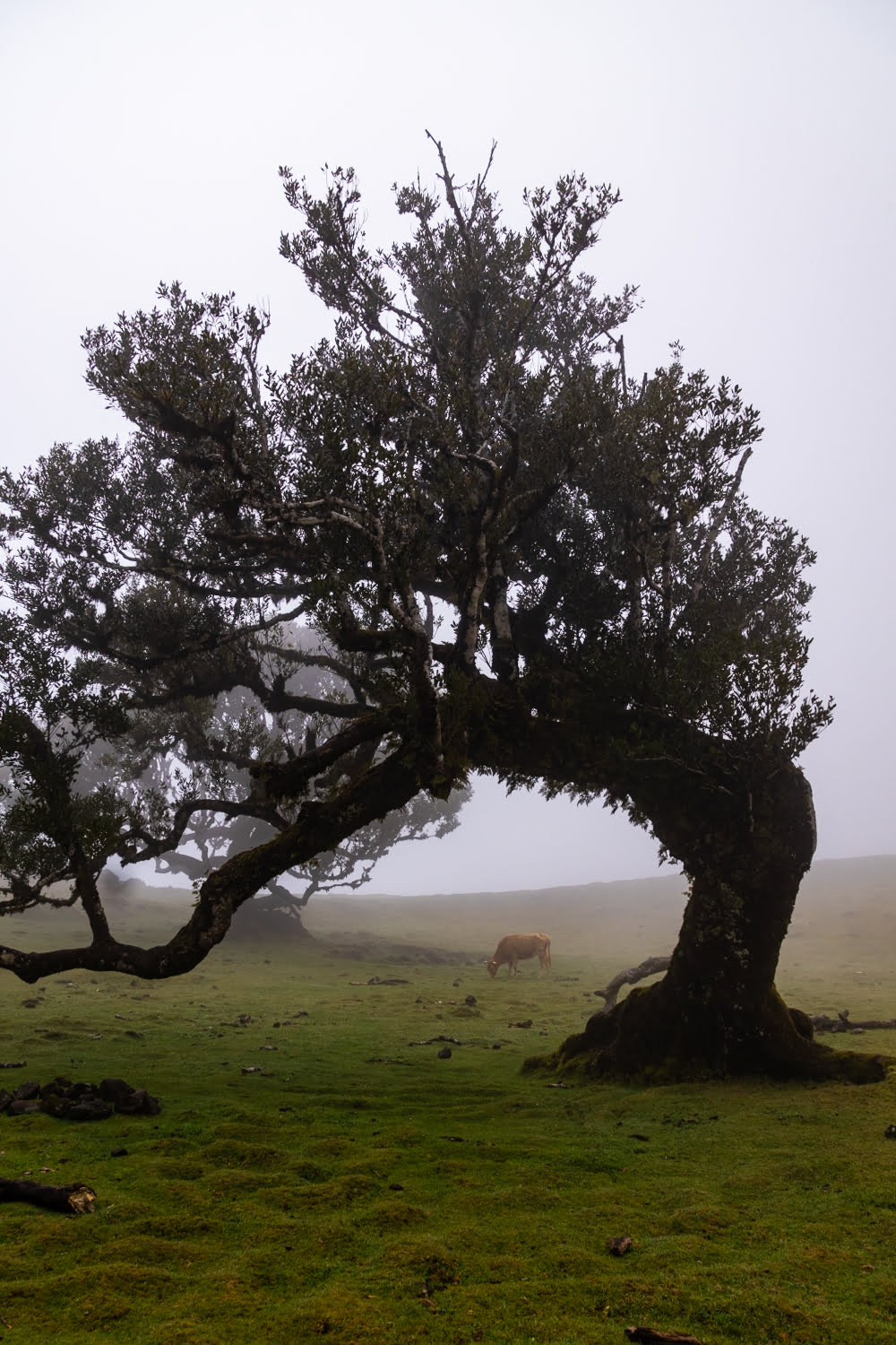 arbre-madere