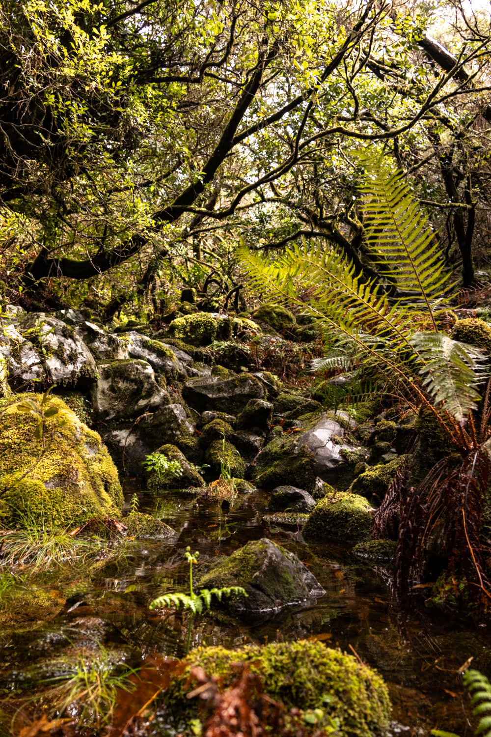 forêt avec végétation et rivière à madère