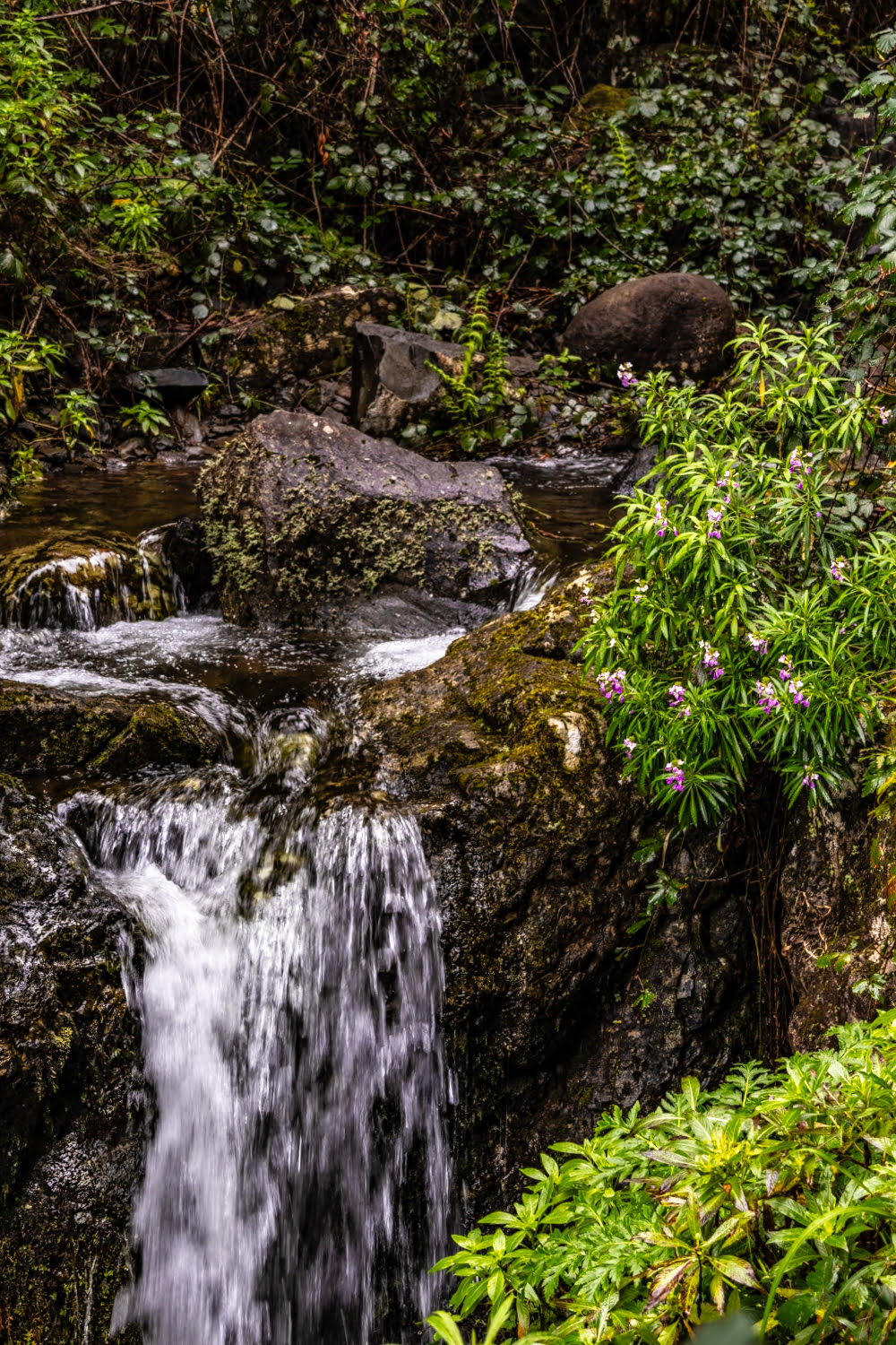 petite cascade dans une foret