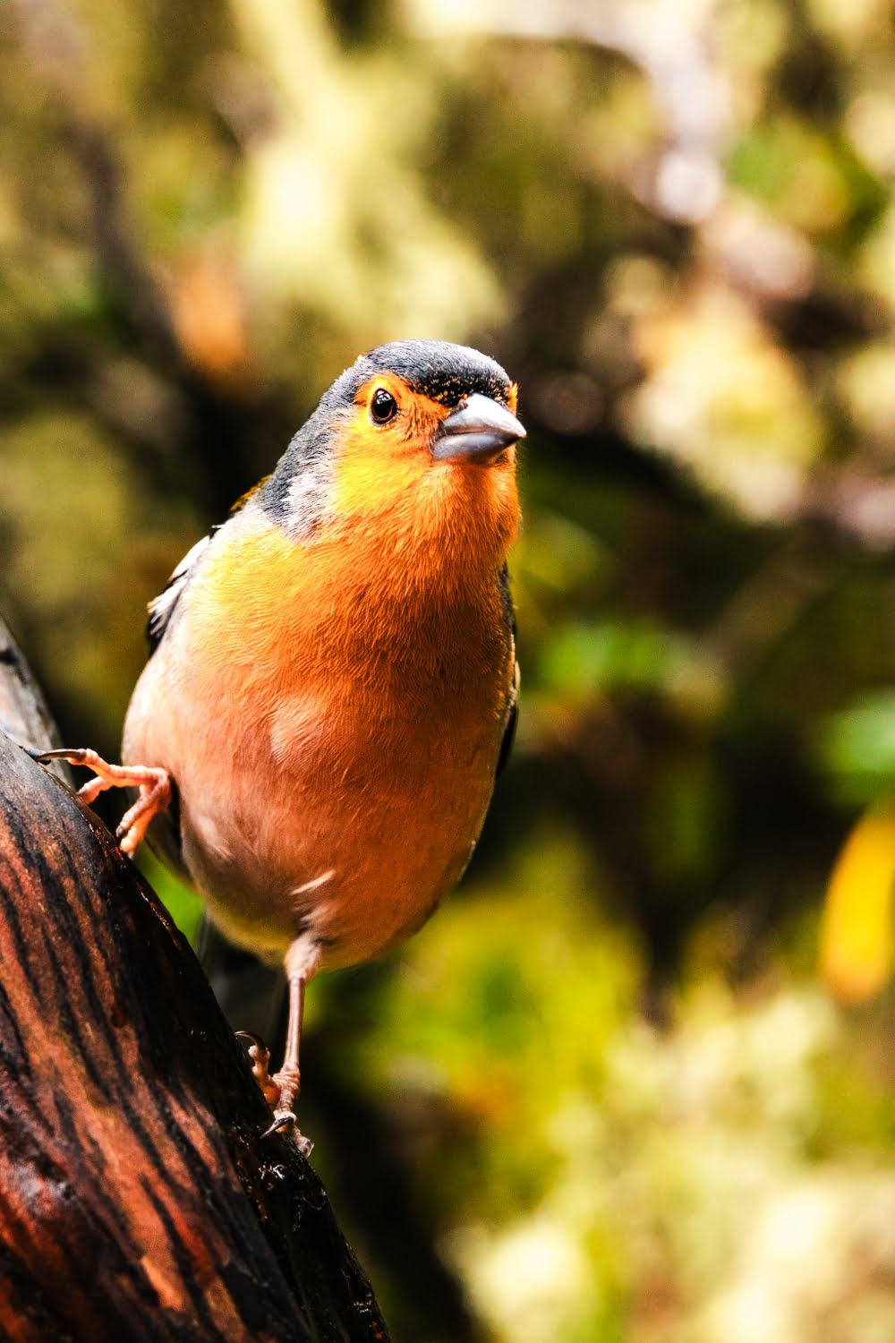 oiseau sur une branche