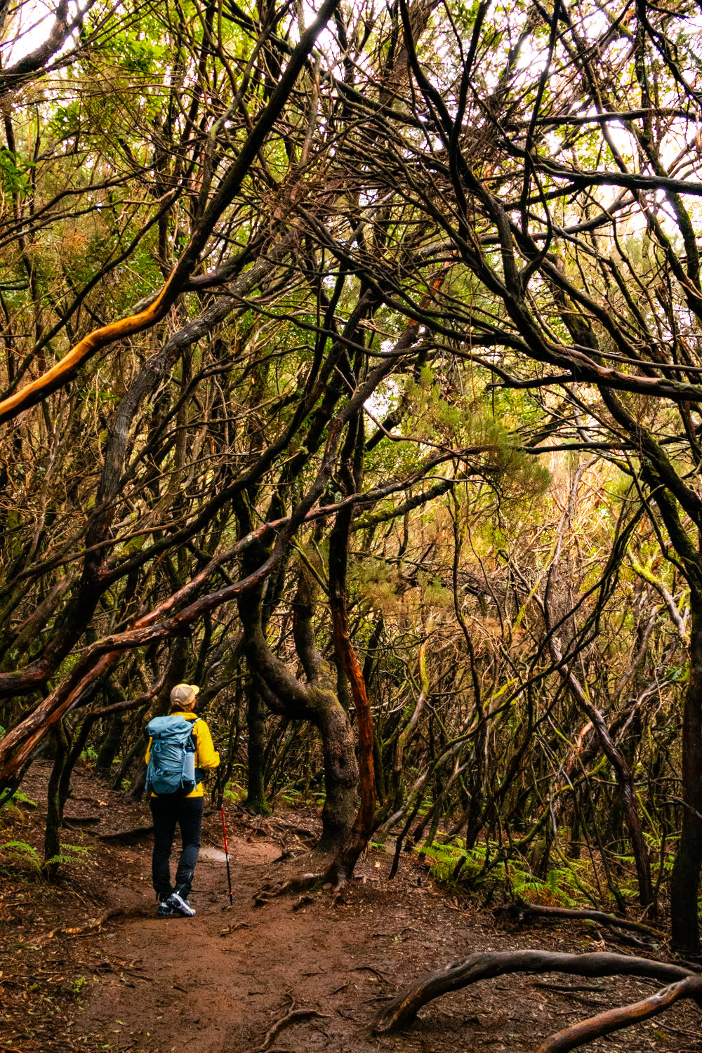 forêt avec des arbres à grandes branches