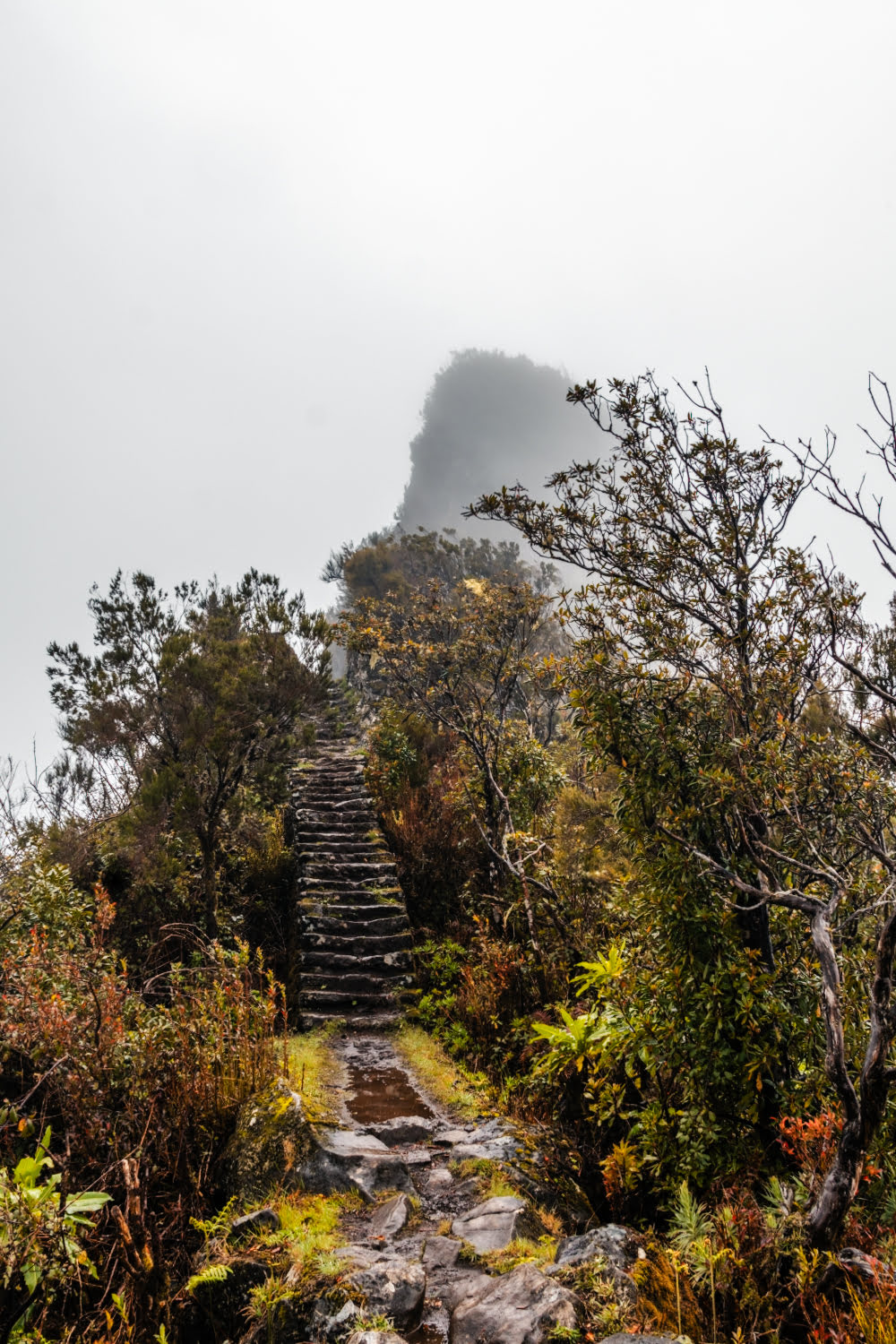 escaliers végétalisés en montagne