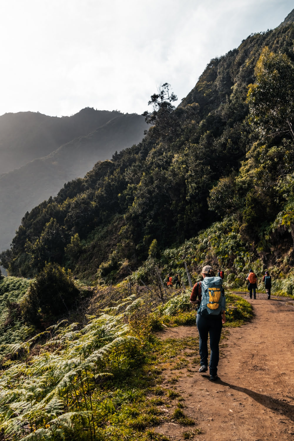 randonneurs sur un sentier dans une foret tropicale