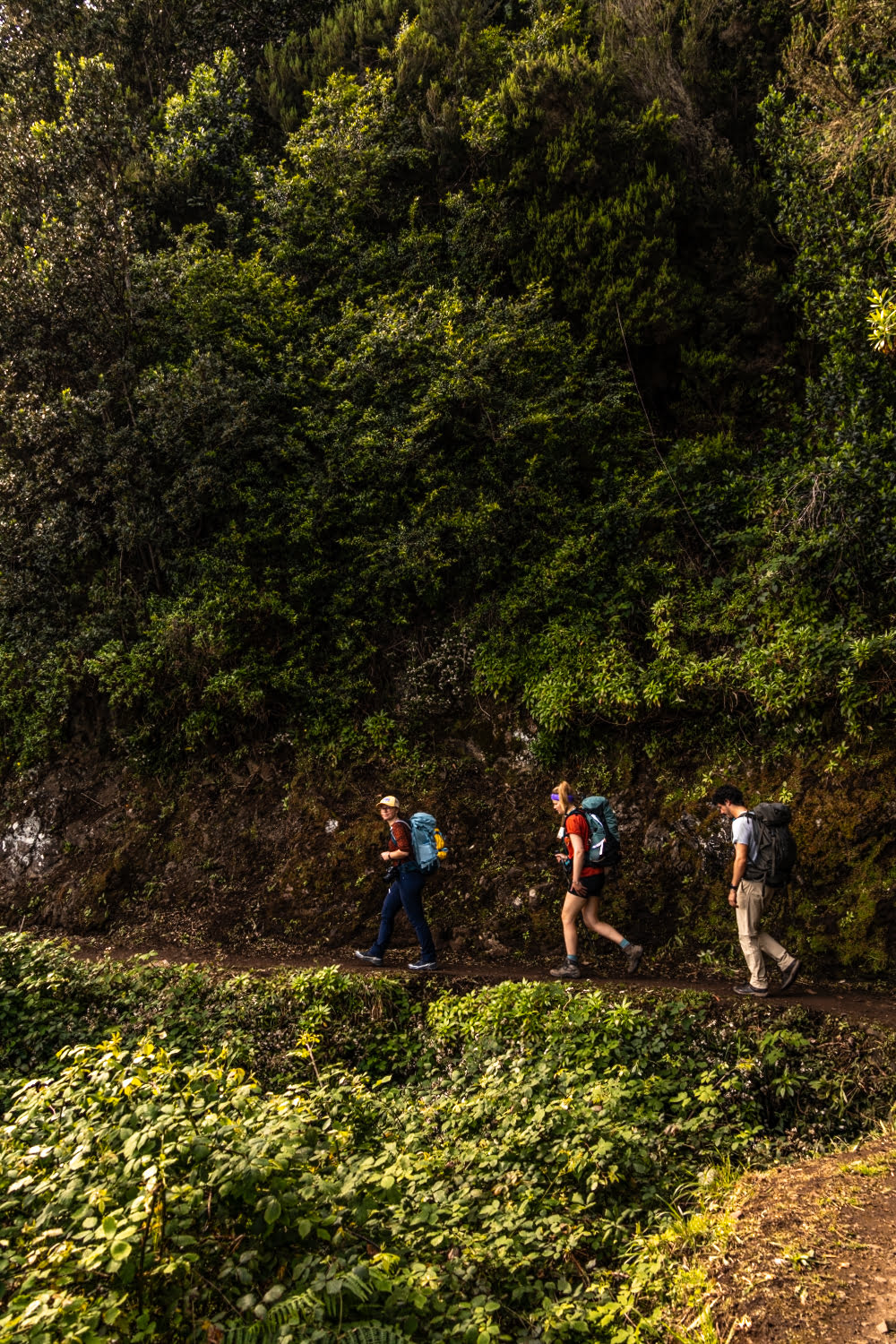 randonneurs sur un sentier dans une foret tropicale