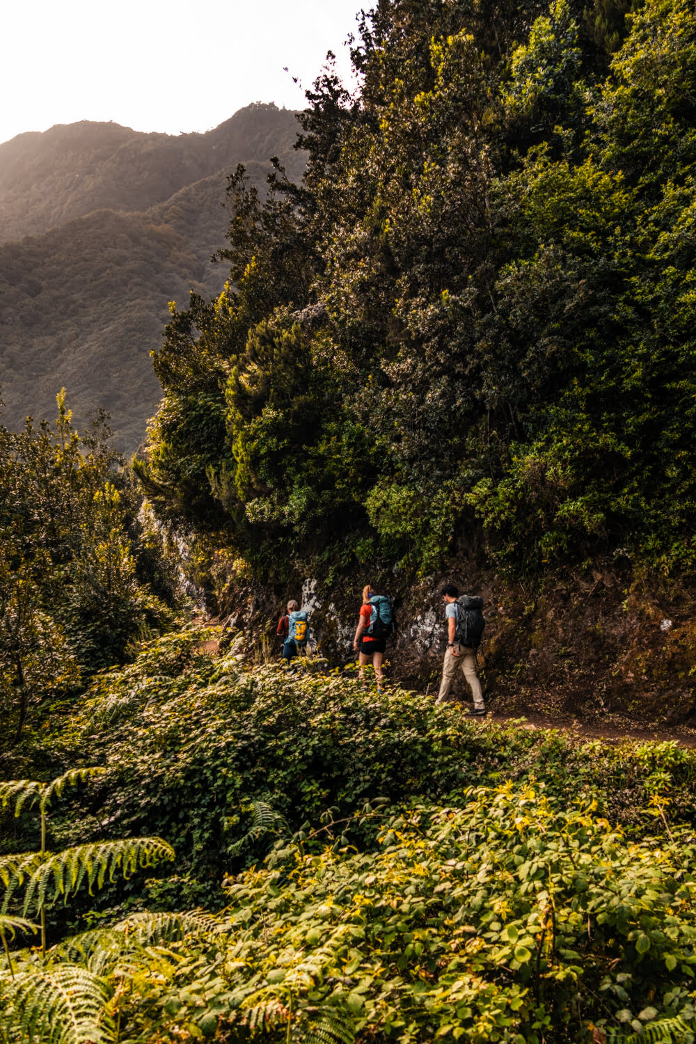 randonneurs sur un sentier dans une foret tropicale