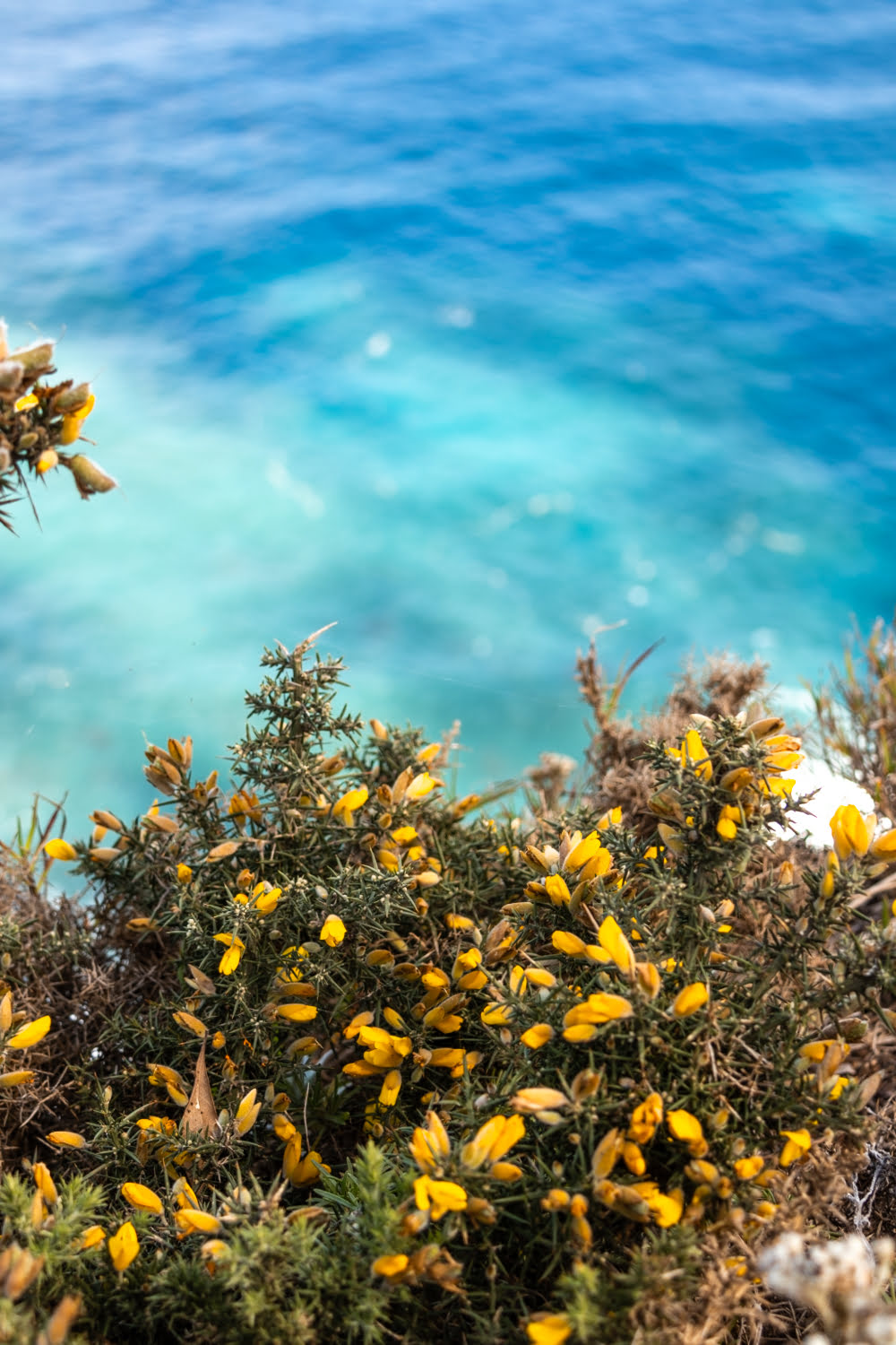 fleurs jaune au dessus de la mer