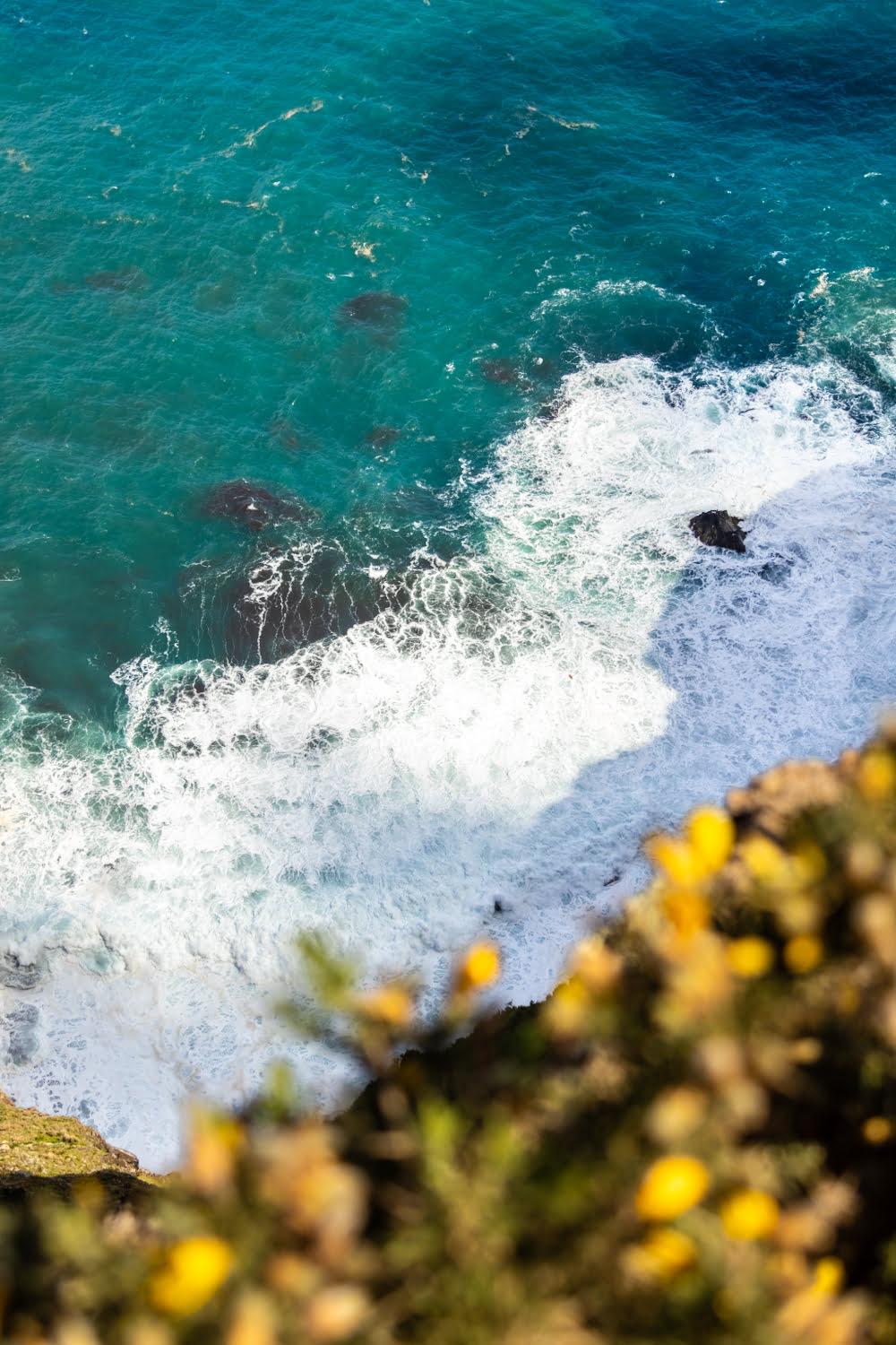 fleurs jaune au dessus de la mer avec de l'écume