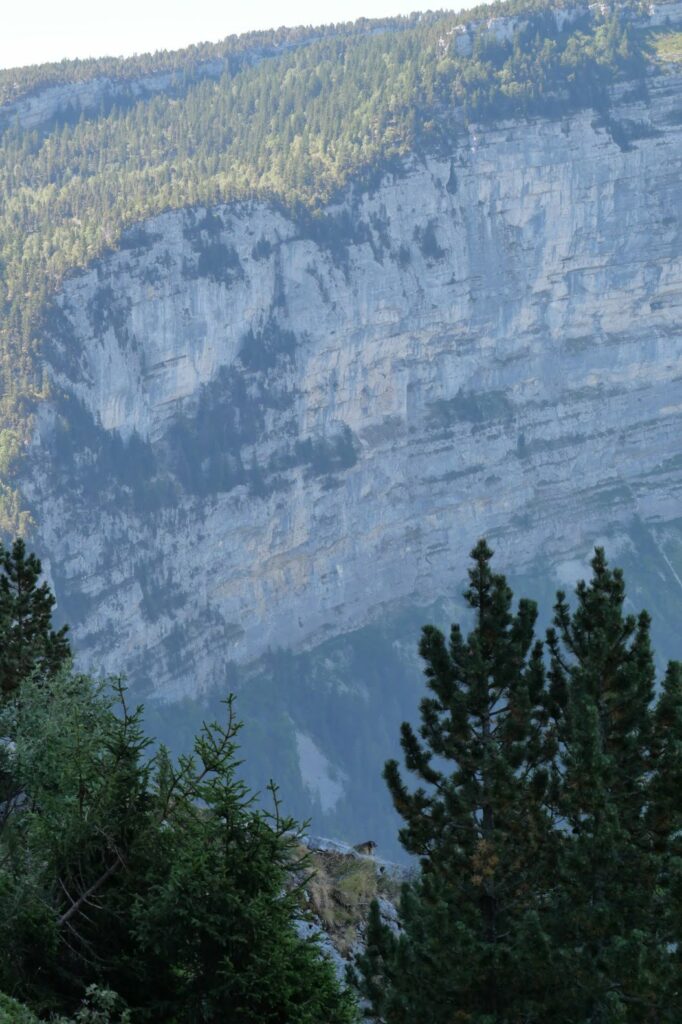 marmotte sur un rocher devant des falaises rocheuses