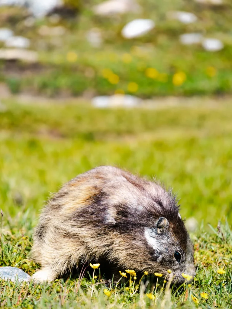 marmotte dans herbes