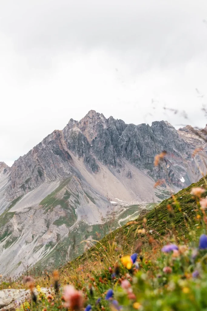 montagne avec fleurs