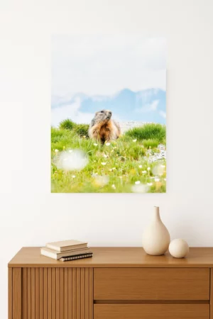 tirage photo marmotte dans les fleurs