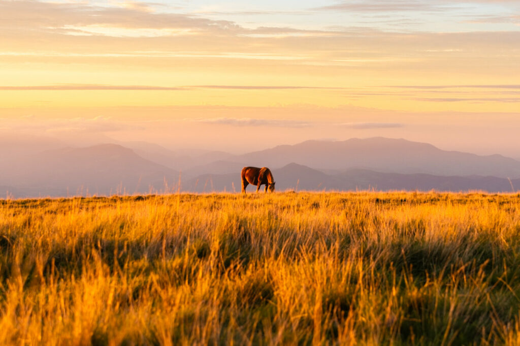 photo d'un coucher de soleil dans les pyrénées dans un alpage avec un cheval