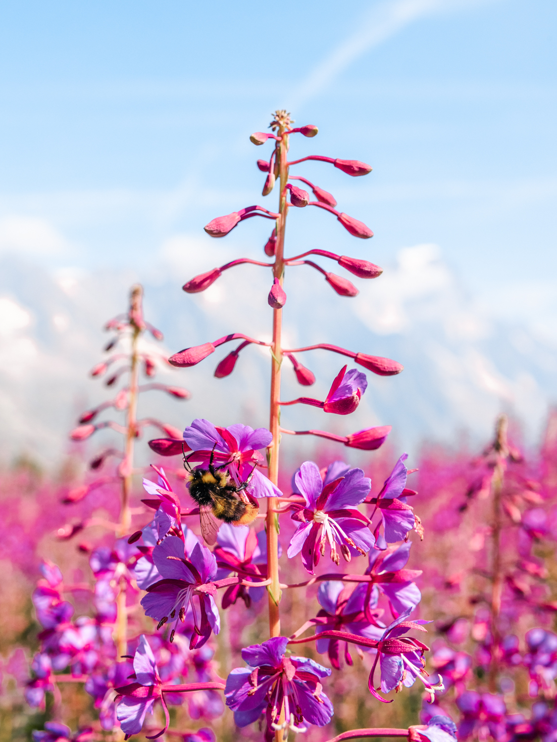 tirage photo d'une fleur rose avec un bourdon