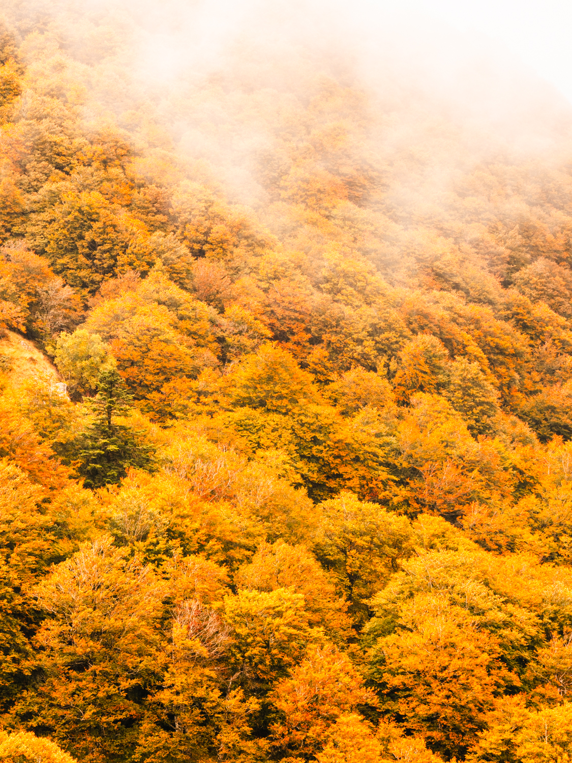 tirage photo d'une forêt d'arbres oranges d'automne