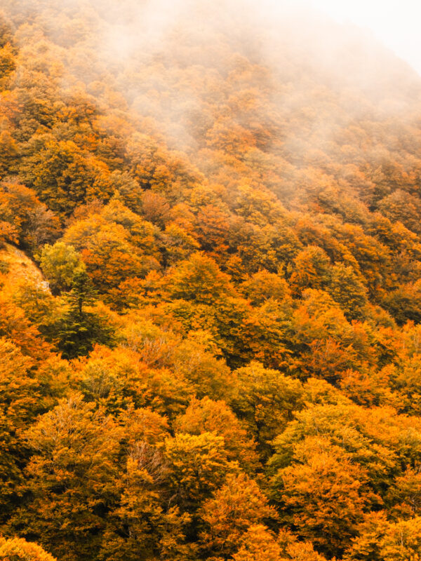 tirage photo d'une forêt d'arbres oranges d'automne