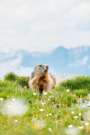 tirage photo marmotte dans les fleurs