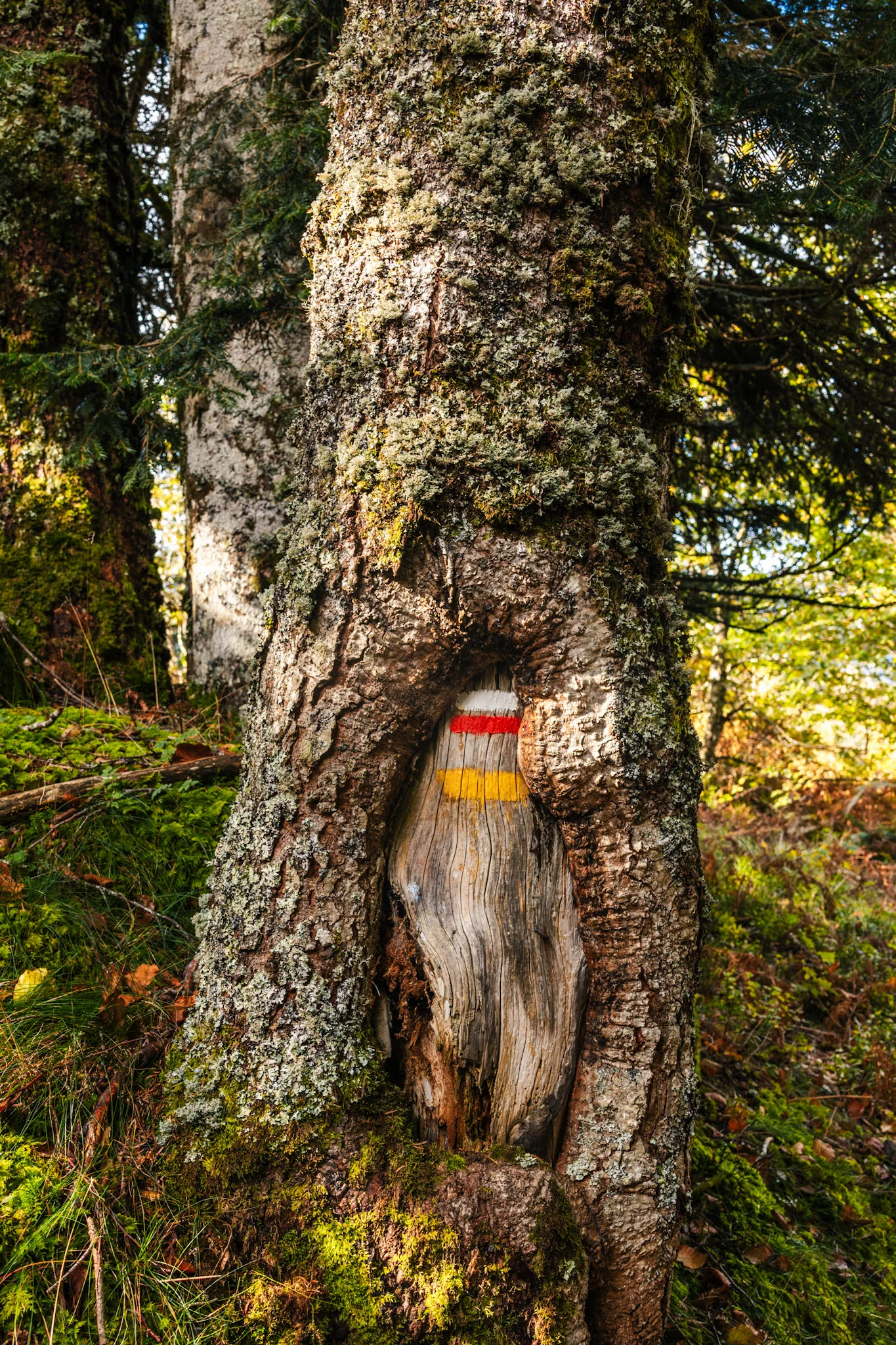 marquage de randonnée ssur un arbre