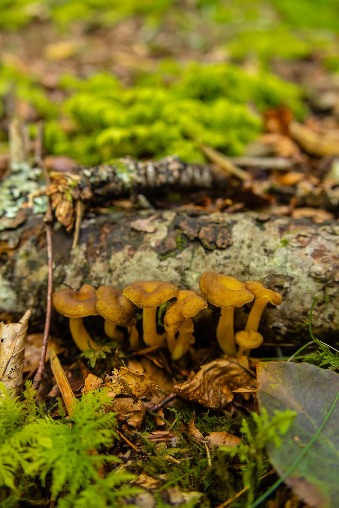 champignon dans la foret