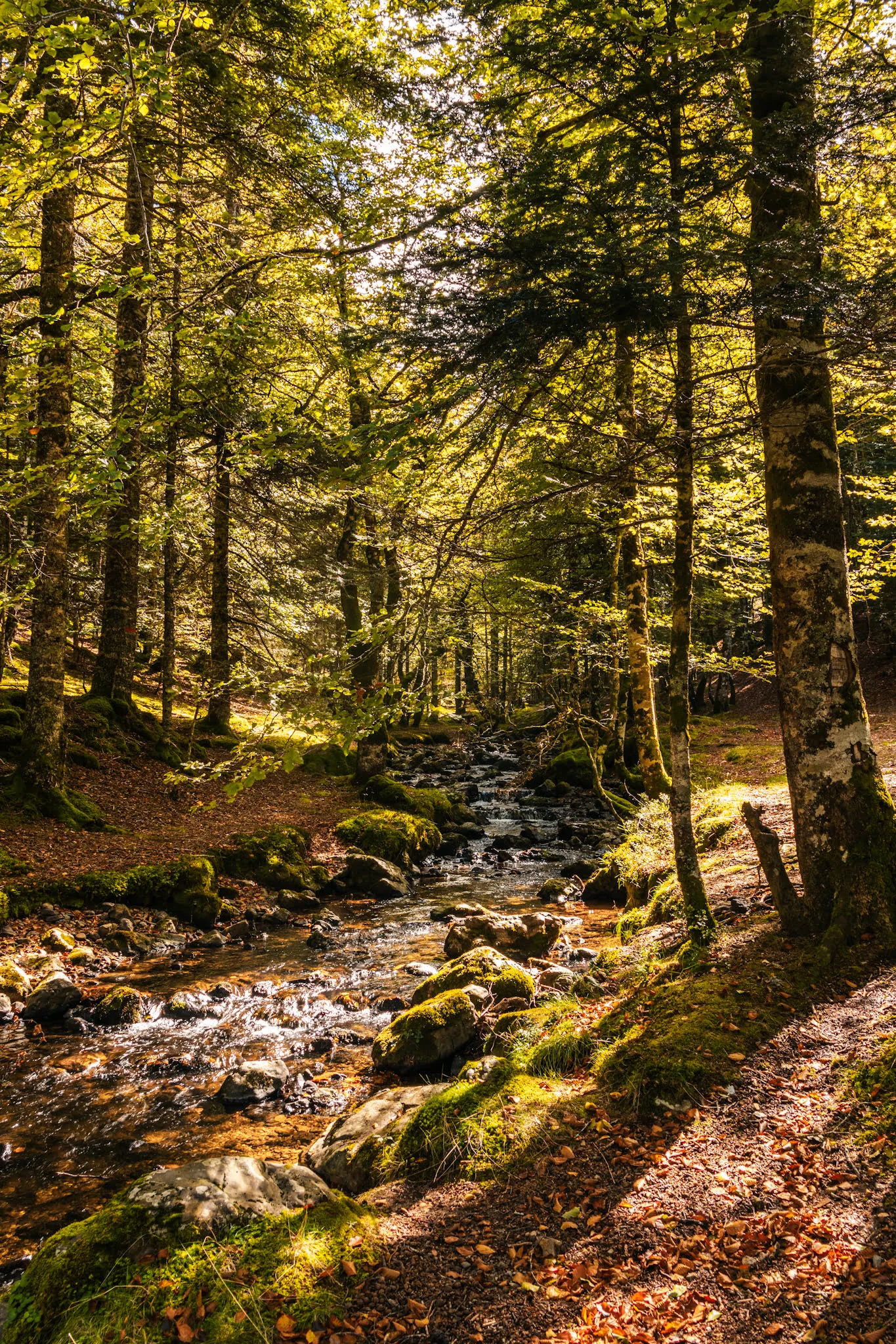 ruisseau dans la foret avec une belle lumière