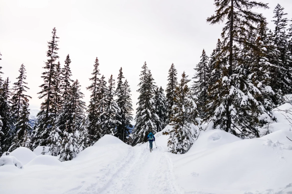 paysage enneigé avec une personne qui fait du ski de rando dans la forêt