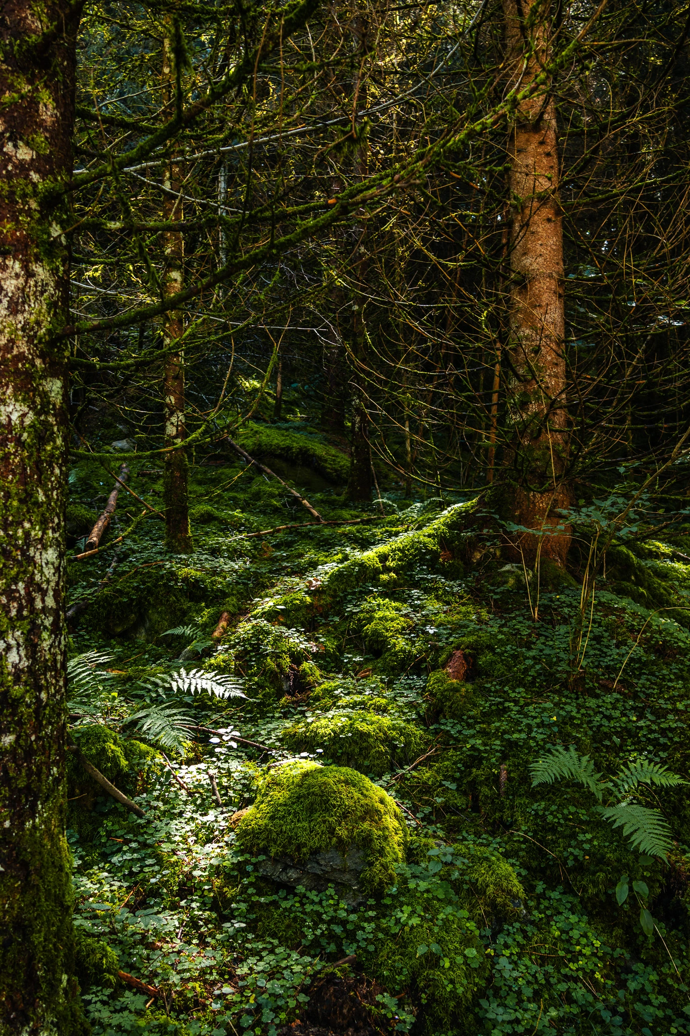 photo d'une foret avec de la lumière qui rentre