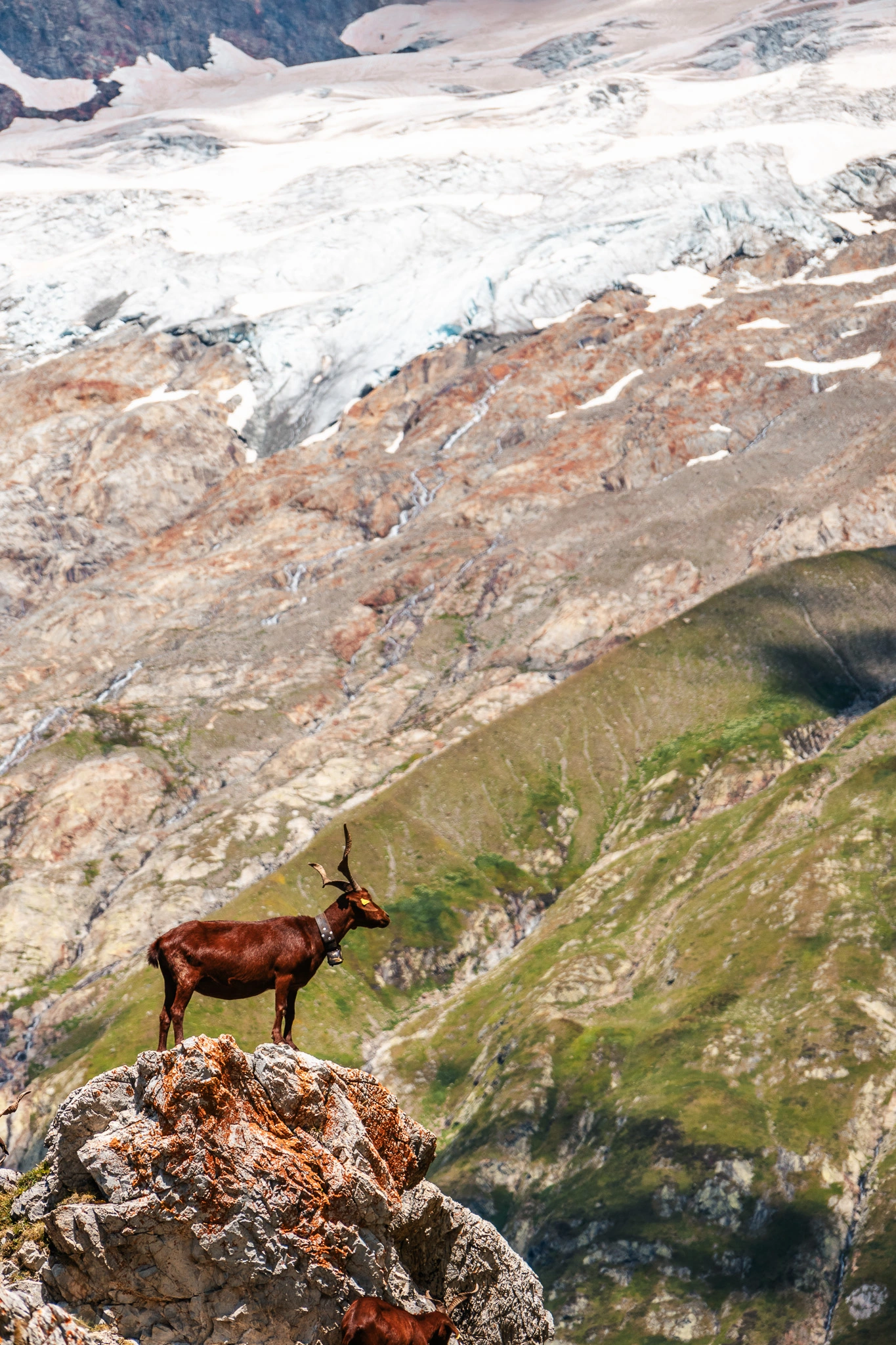 photo d'une chèvre devant un glacier