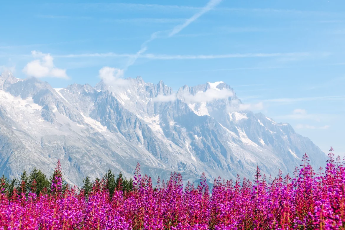 montagne avec des fleurs roses en premier plan