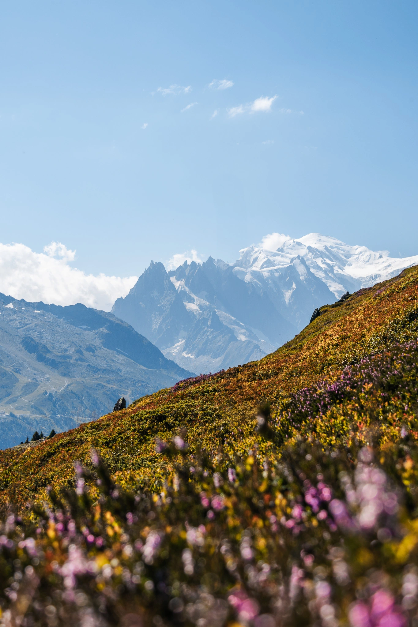 paysage sur le mont blanc avec des fleurs au premier plan