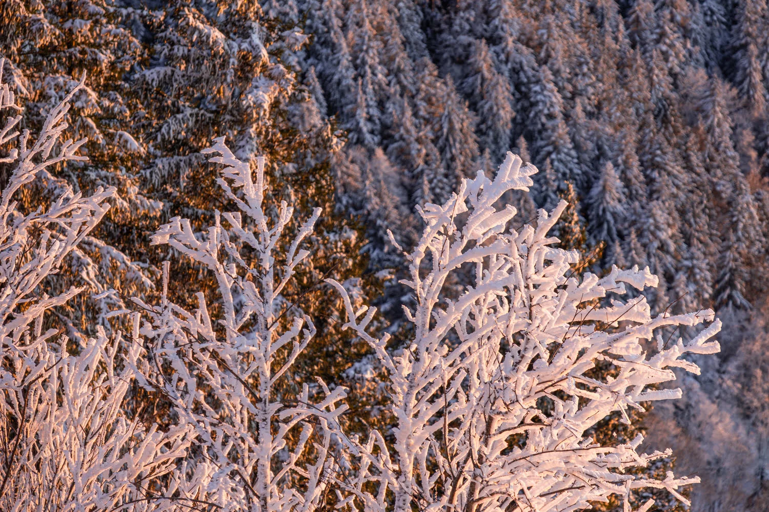 forêt de sapins enneigés au soleil