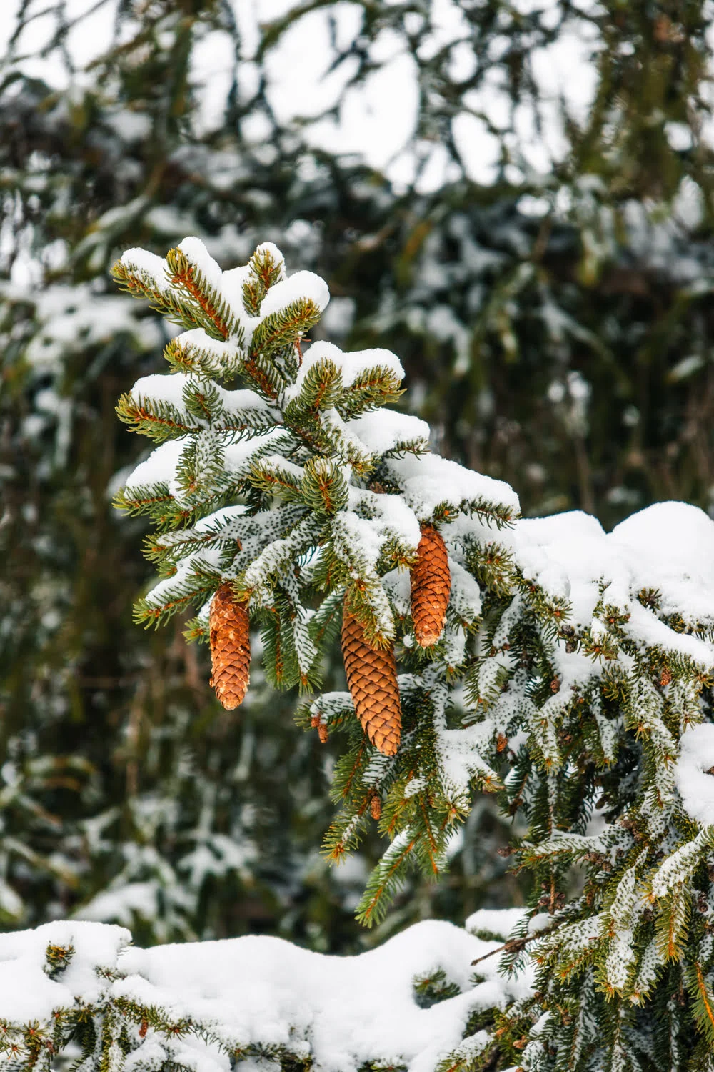 sapin enneigé