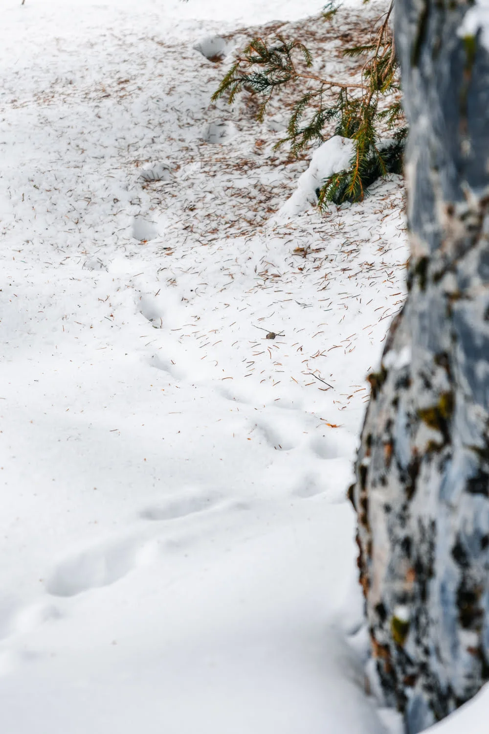 traces d'animaux dans la neige