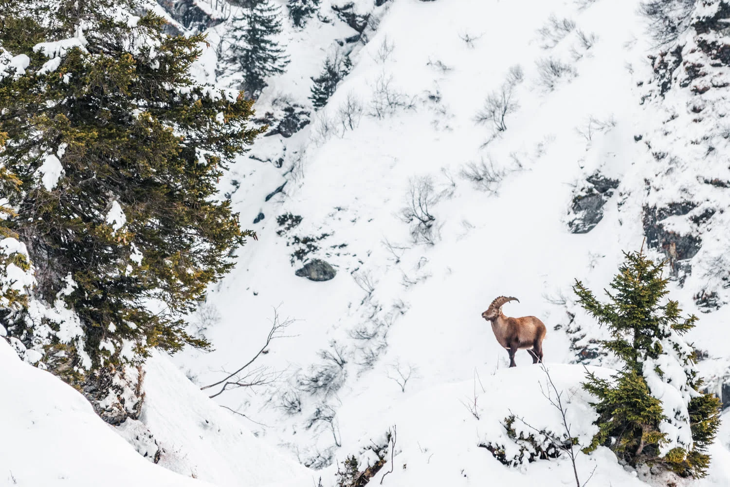 bouquetin dans la neige en montagne