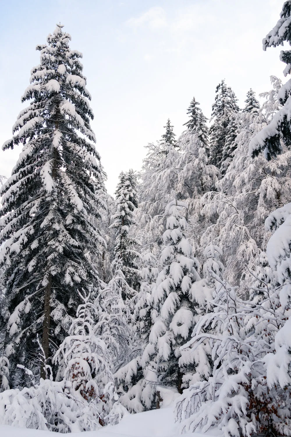 sapins enneigés dans forêt