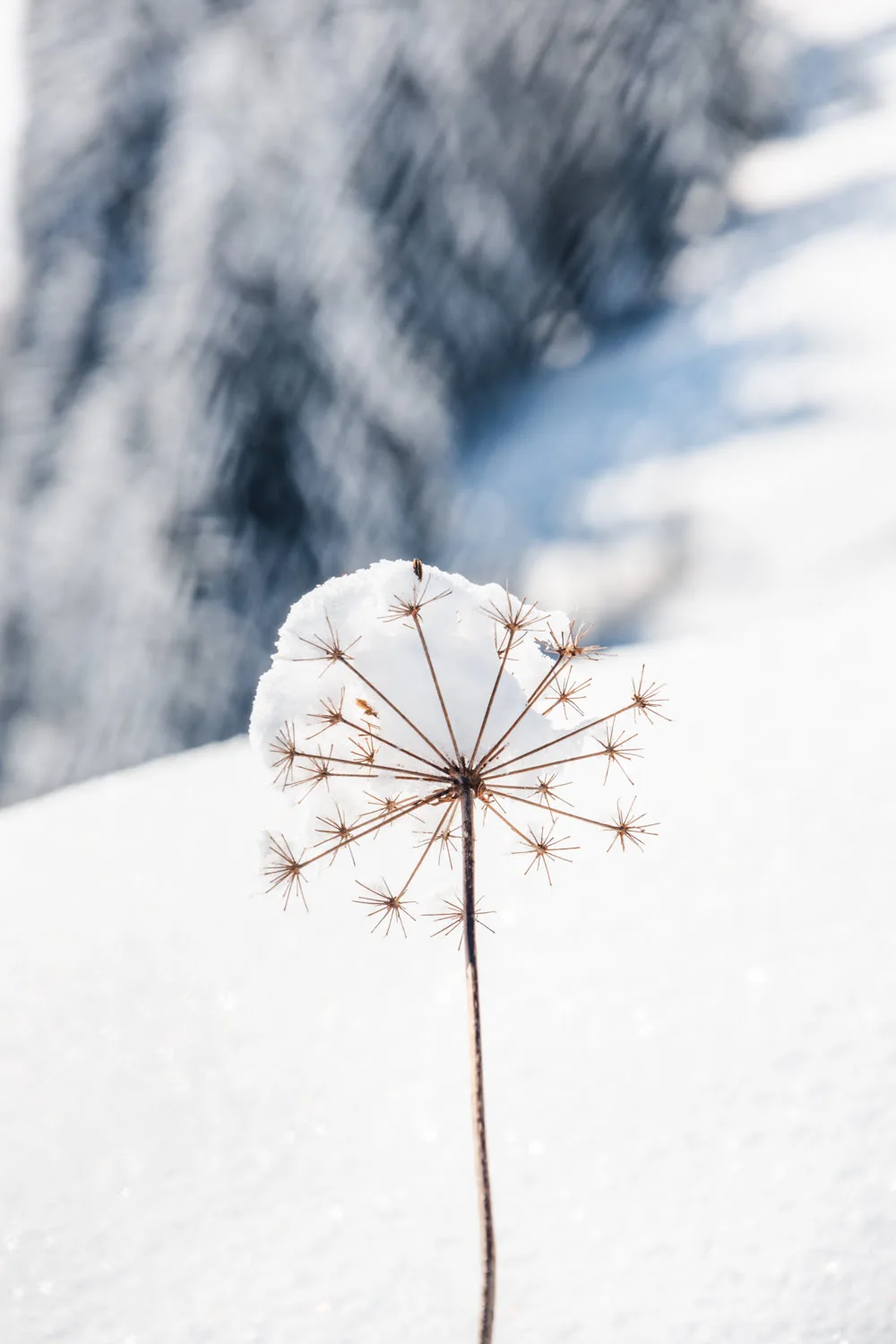 fleur dans la neige