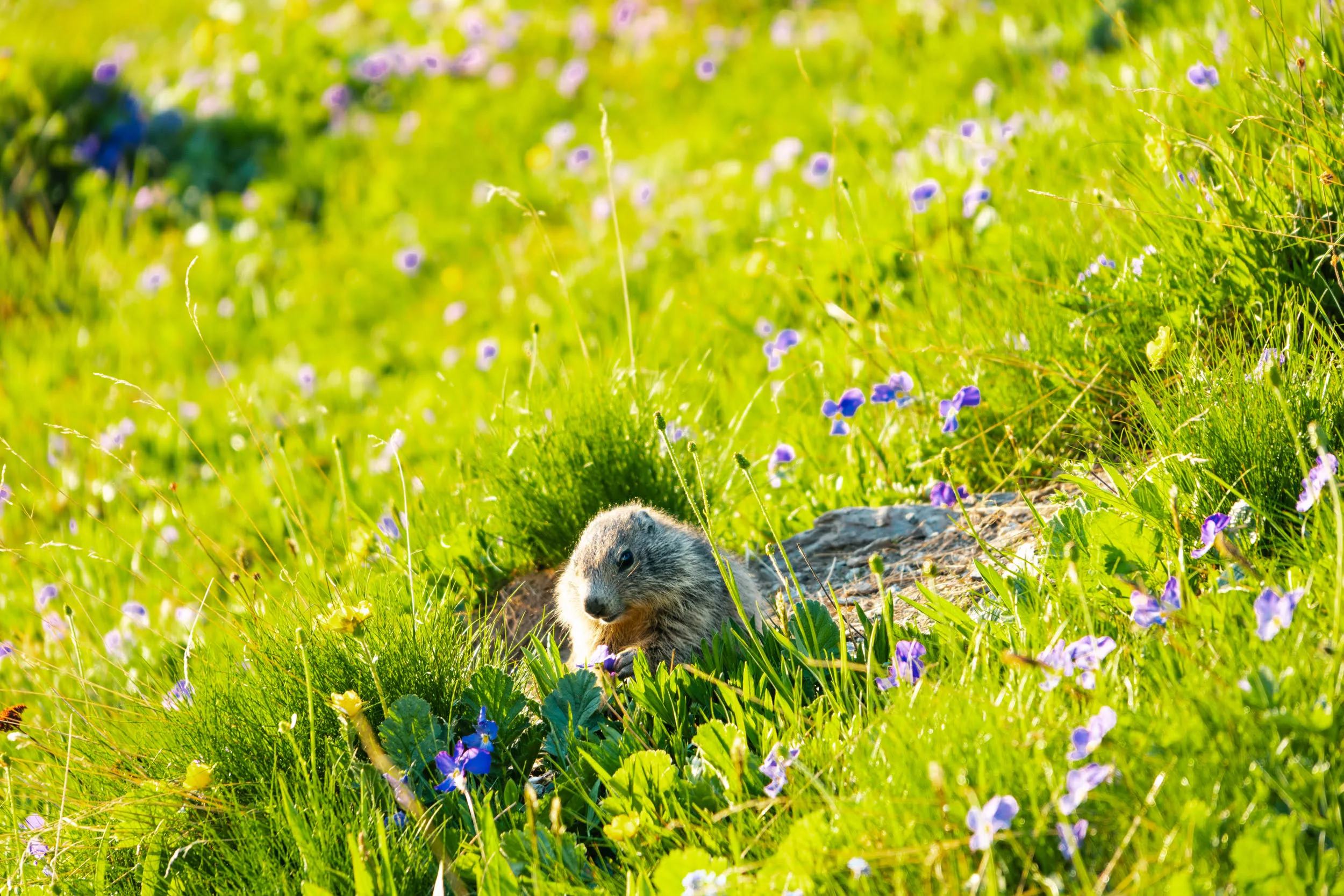 marmotton dans l'herbe