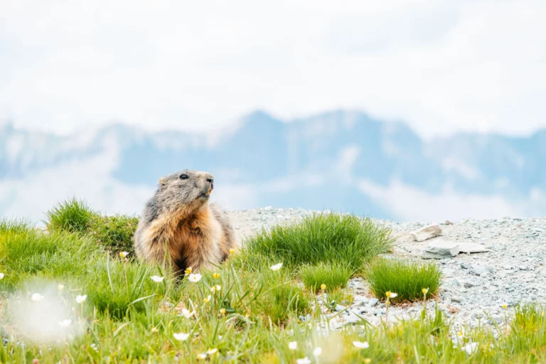 marmotte dans les fleurs en montagne
