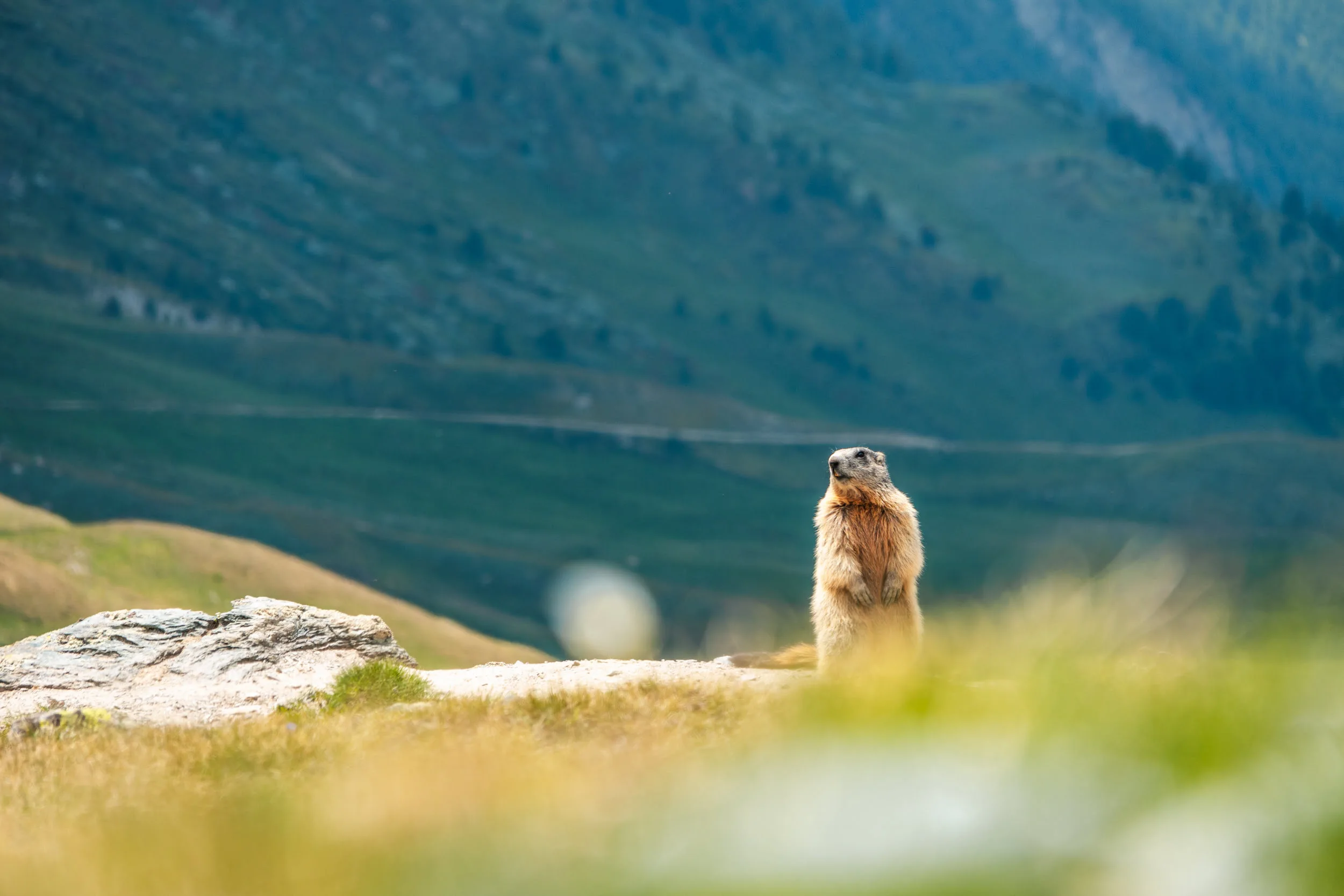 marmotte debout en montagne