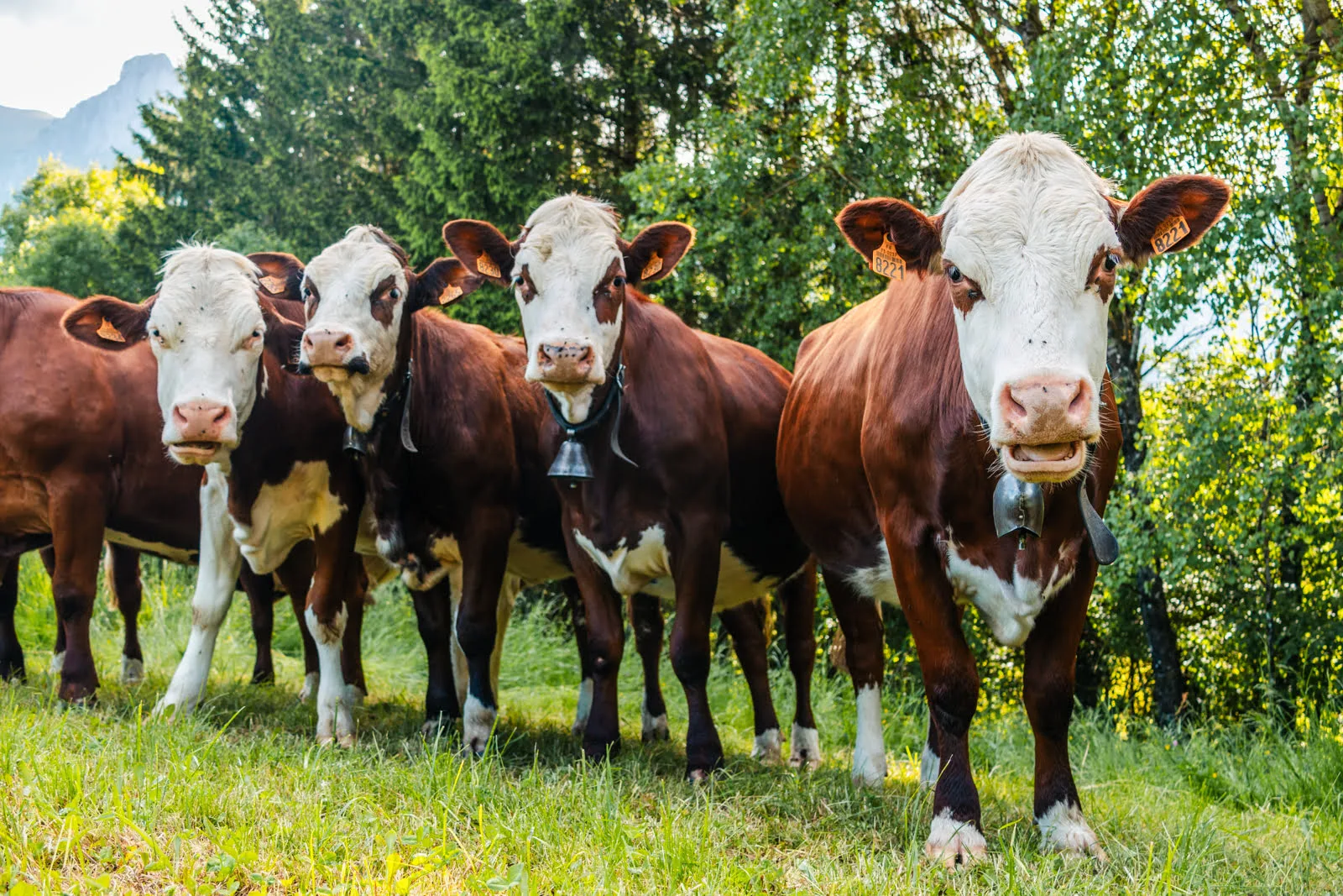 vache qui regarde la caméra