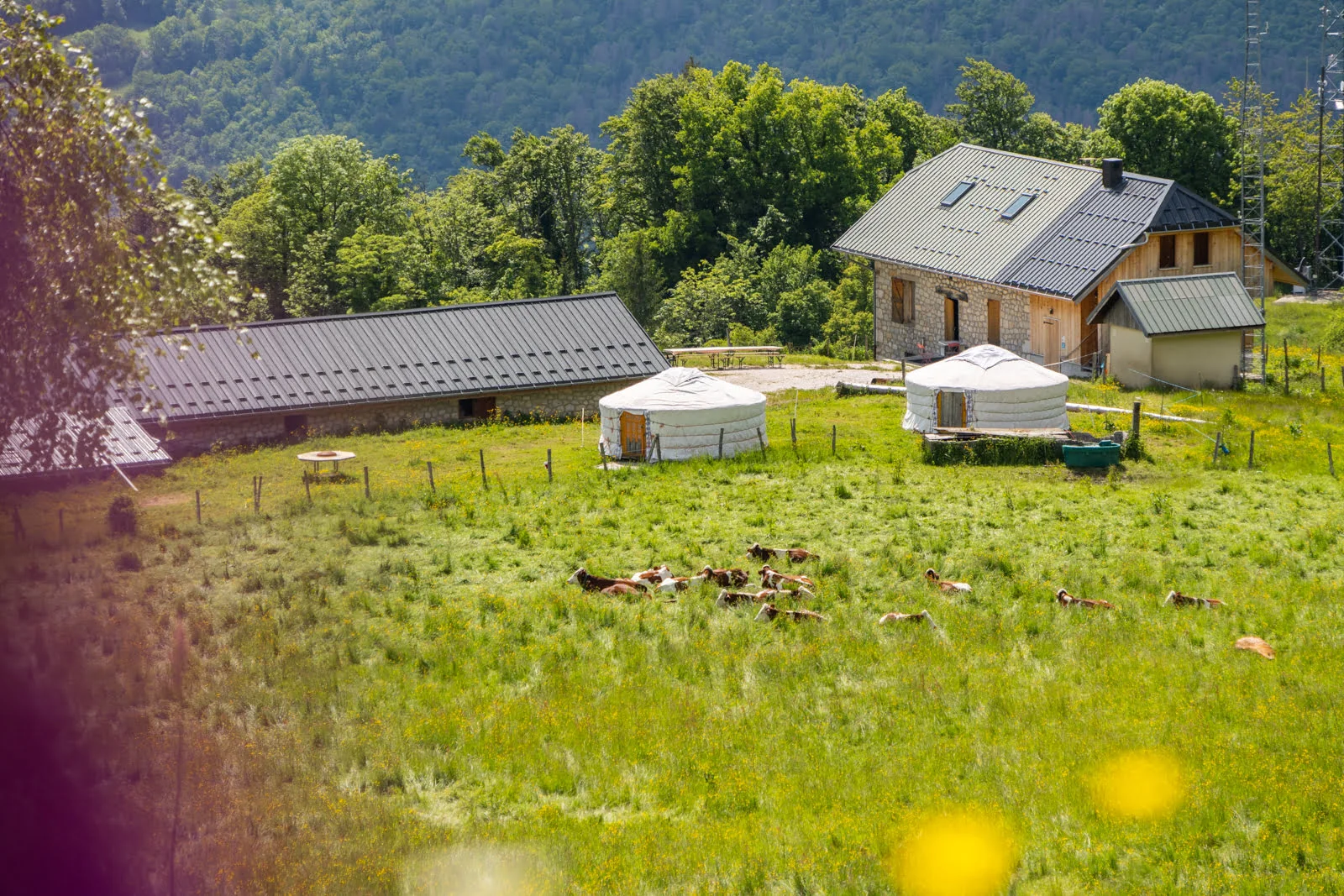 vaches dans un champ